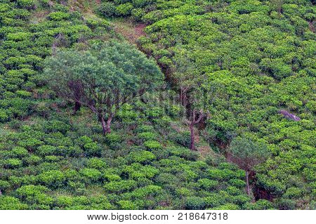 Scenic view of tea plantation in mountain region of Sri Lanka