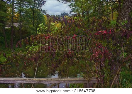 Wolf berries in the autumn forest at evening