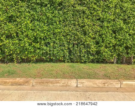 Ficus annulata bush wall near the road