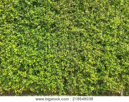 Ficus annulata bush wall near the road