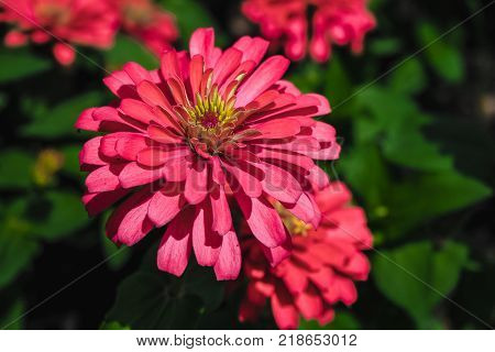 The blossoming gerbera jamesonii flowers closeup in garden
