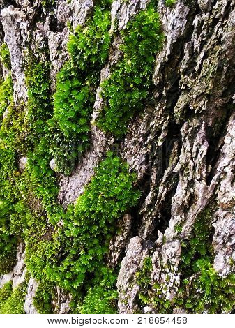 bright green moss grows on old trees
