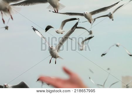 Seagull birds are flying with hand for foreground