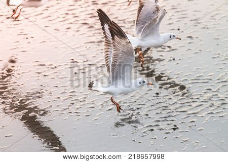 Seagull birds are flying near the sea floor