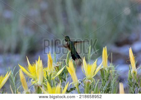 mid-flight green hummingbird hovering over yellow flowers