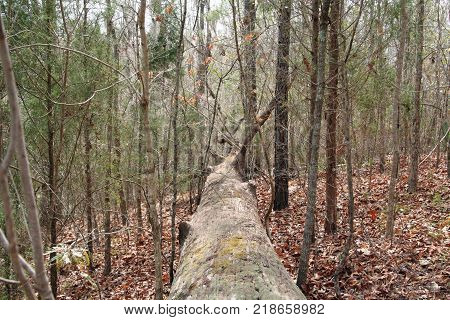 fallen tree amidst dry leaves in the forest