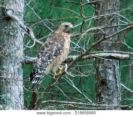 stationary speckled hawk sitting on branch of tree
