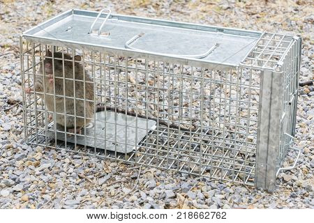 European Black Rat captured in a cage trap