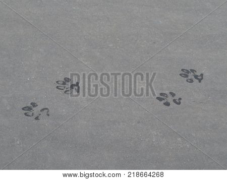 Wet dog prints on the pavement. Dog paws animal tracks imprinted on concrete surface background. passed through the puddle. Closeup