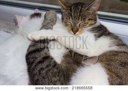 Three Cats Are Sleeping Close Together Caress Each Other.