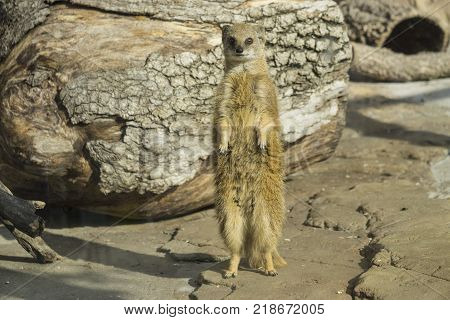 Funny surakat standing vertically in the desert