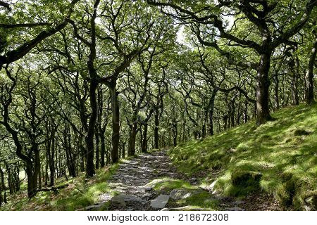 Badgworthy Wood in Doone Valley, Exmoor, North Devon