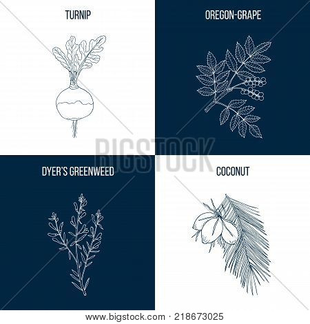 Set of four hand drawn eatable and medicinal plants Vector illustration