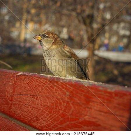 Eurasian Tree Sparrow or Passer montanus. Common bird isolated standing on red board. True sparrows, Old World sparrows