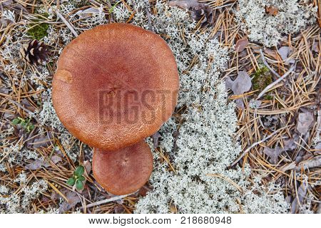 Wild mushrooms on a finland forest. Micology nature background. Horizontal