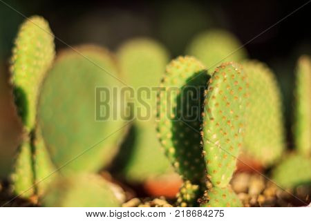 Cactus With Light And Shadow In The Afternoon.