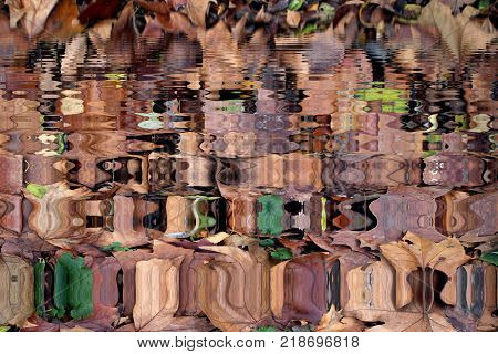 autumn colored leaves reflecting in the water