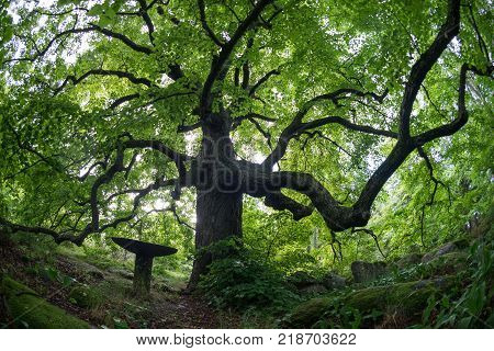 Old linden tree in the evening. Forest in summer. Mohni, small island in Estonia, Europe.