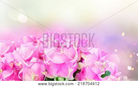 Violet fresh roses bunch on gerden bokeh background banner