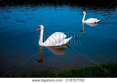 White Swans In The Lake With Blue Dark Background On The Sunset.