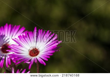 Dorotea-flowers in closeup, macro. Green, dark background.