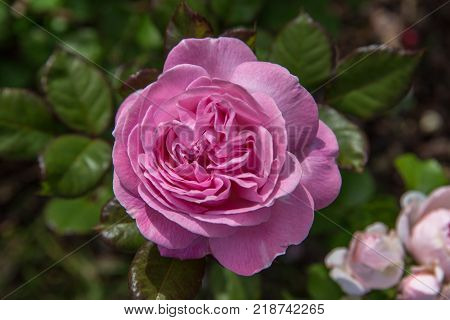 Beautiful pink nostalgic rose in a garden on sunny day. Floribunda rose Rosengrafin Marie Henriette. Kordes