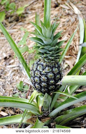 Ananas lucidus