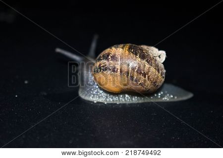Snail crawling over the hoof of a car. Photo taken at 14-10-2017, Location: The Netherlands