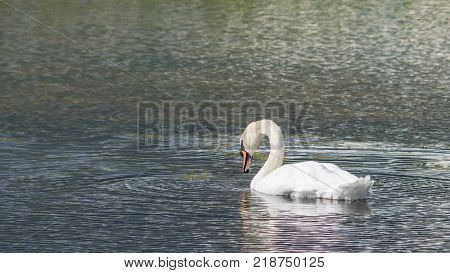 Mute Swan - Cygnus olorIn in lake water water with surrounding park trees in Ryton Pools, UK.