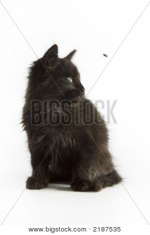 Gatinho preto