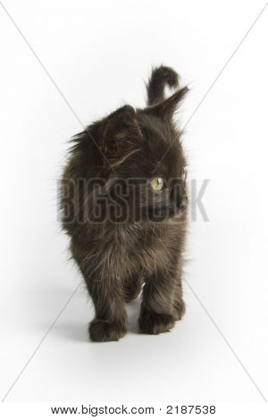 Gatinho preto