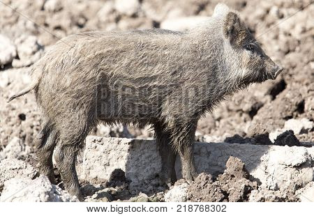 wild boar in the mud in the zoo .