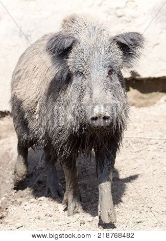 wild boar in the mud in the zoo .