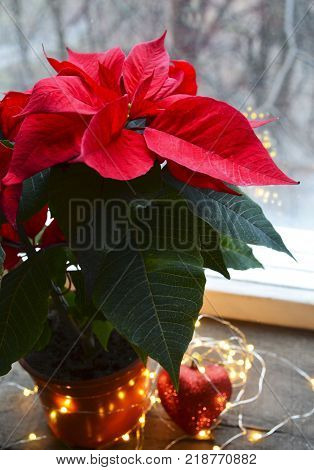 Red Poinsettia (Euphorbia Pulcherrima) in aflower pot.Christmas decoration on the window with Christmas star or Star of Bethlehem plant.Selective focus.
