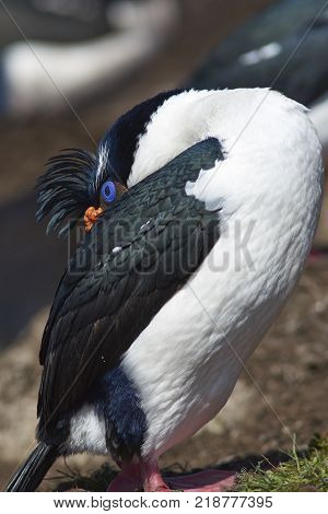 Imperial Shag (Phalacrocorax atriceps albiventer) resting on the cliffs of Saunders Islands in the Falkland Islands.