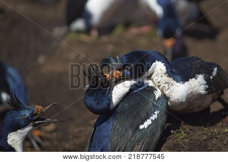 Pair of Imperial Shag (Phalacrocorax atriceps albiventer) fighting over a nesting site on the cliffs of Saunders Islands in the Falkland Islands.