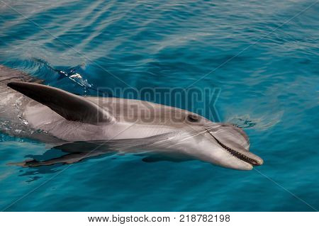 The yong Bottlenose dolphin is swimming in red sea near the beach on shellow water