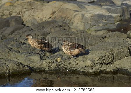 Pair of Crested Duck (Lophonetta specularioides specularioides) preening next to a rock pool on Saunders Island in the Falkland Islands.