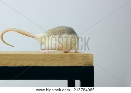 Rat on wooden table. Rat back View. Running rat. Zoophobia, Pets, Rodents Concept.Rat Scare.