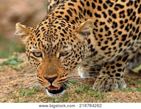Full frontal view of a wild african leopard (panthera pardus) getting ready to attack in south Luangwa national aprk zambia