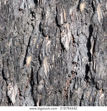 Seamless Gray Tree Bark Texture Of A Pine Trunk. Closeup Texture Background.