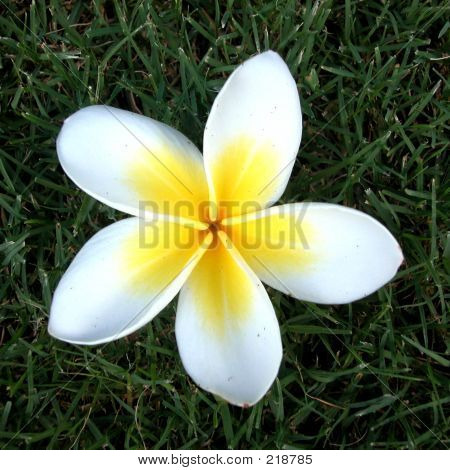 Frangipani kukka