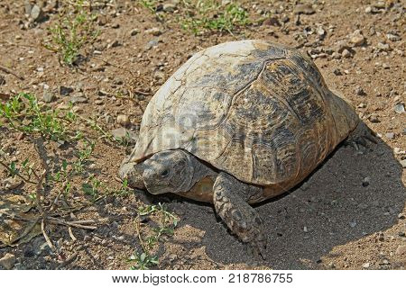 Testudo hermanni typical Mediterranean turtle walked on earth. Turkey.