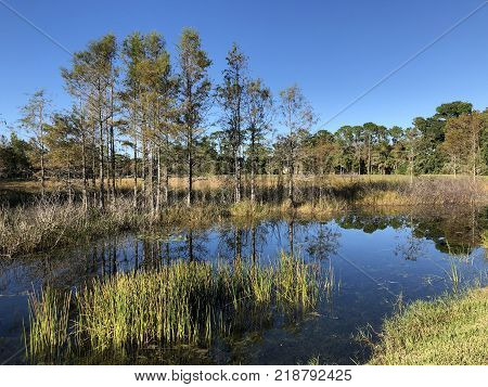 cypress trees in a marshy swamp river