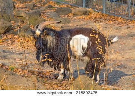 hairy goat looks into the camera. a lot of wool. Primorskiy Kray