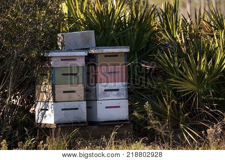 Stacks Of Langstroth Bee Hives With Honeybees Flying