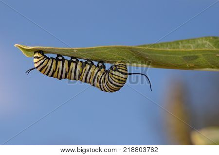 A monarch caterpiller enjoying a meal of milkweed with a blue sky background.