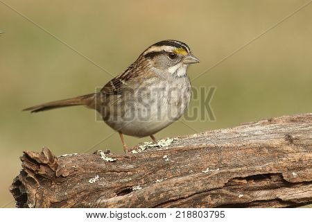 White-throated Sparrow (zonotrichia albicollis) perched on a log