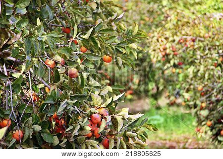 plantation of ripe persimmons in sunny weather, Israel