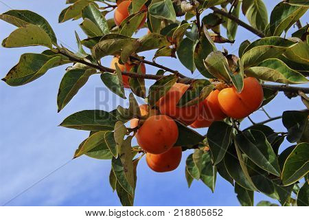 plantation of ripe persimmons in sunny weather, Israel